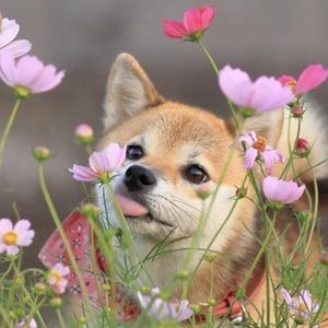 Meet your Posher, Bre